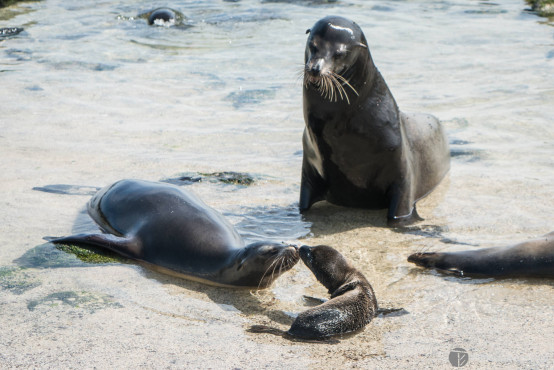 Family of Sea Lions, Galapagos