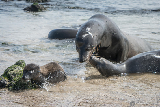 Family of Sea Lions, Galapagos