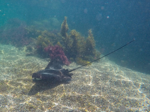 Swimming with Rays and Fish, Galapagos