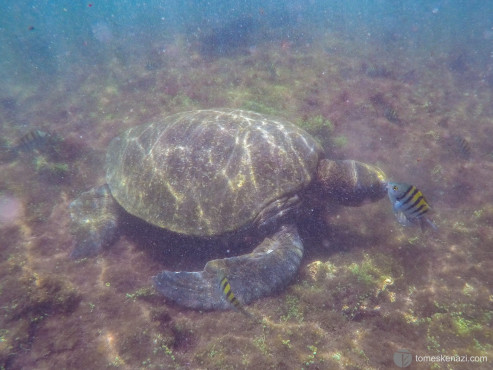 Swimming with Sea Turtles