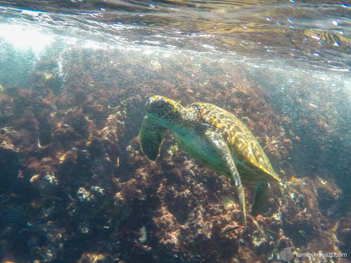 Swimming with Sea Turtles