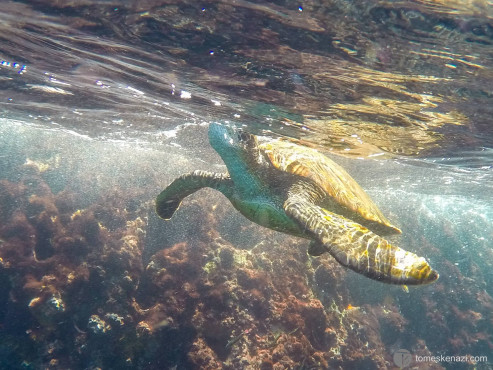 Swimming with Sea Turtles