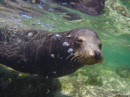 Swimming with Sea Lions, Galapagos