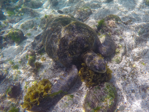 Swimming with Sea Turtles