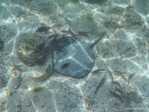 Swimming with Rays and Fish, Galapagos