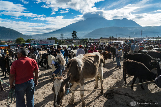 Animal Market, Otavalo, Ecuador