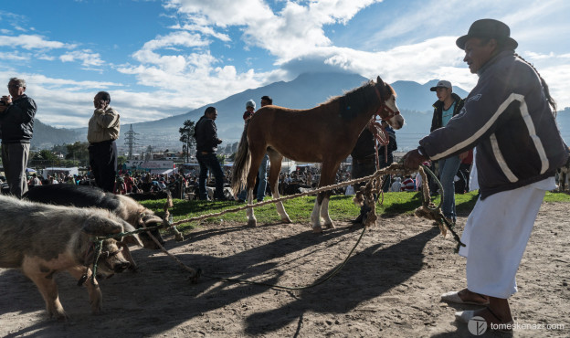 Animal Market, Otavalo, Ecuador