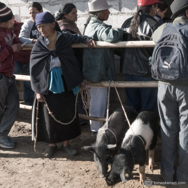 Animal Market, Otavalo, Ecuador