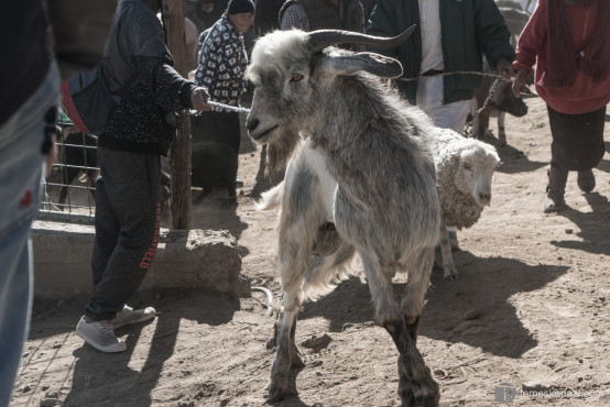 Animal Market, Otavalo, Ecuador