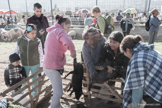 Animal Market, Otavalo, Ecuador