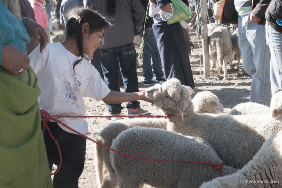 Animal Market, Otavalo, Ecuador