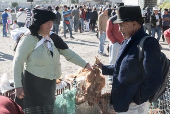 Animal Market, Otavalo, Ecuador