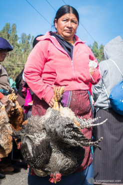 Animal Market, Otavalo, Ecuador