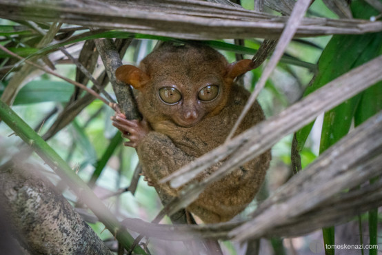 Tarsier, one of the smallest primates on earth, not bigger than my hand, Bohol, Philippines.