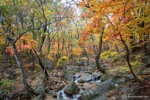Explosion of autumn colors in Seorakan national park.