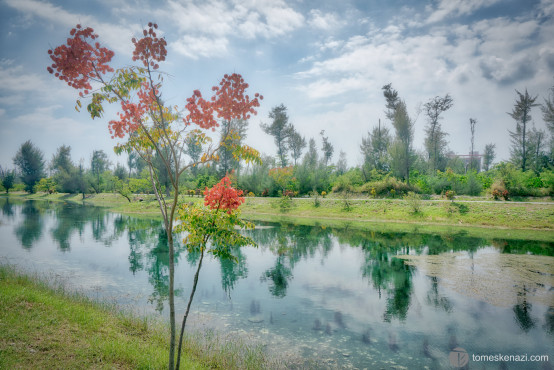 Dreamy Flower reflections on Pipa lake in Taitung Forest Park, Taiwan.