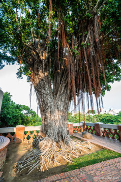 Banyan Tree, Tainan, Taiwan