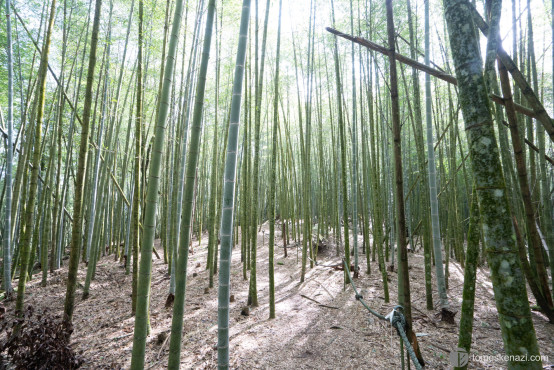 Bamboo forest around the sun moon lake at around 1500m, crossed on a challenging trail, 1400m ascent in less than 3 hours.